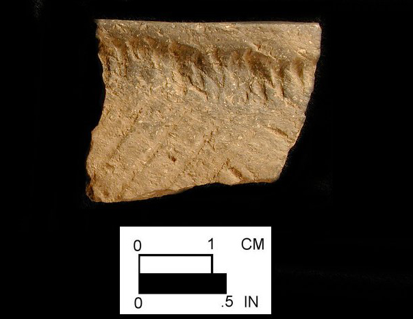 Shultz rim sherd from the Herman Barton Village site 18AG3/259.